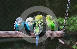 Group of small parakeets photo
