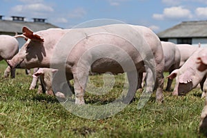 Group of small pigs eating fresh green grass on the meadow