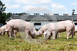 Group of small pigs eating fresh green grass on the meadow