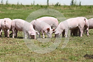 Group of small pigs eating fresh green grass on the meadow