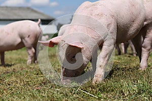 Group of small pigs eating fresh green grass on the meadow