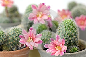 Group of small pot of Rebutia hoffmannii photo