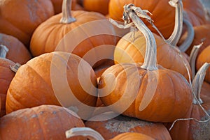 Group of small pumpkins