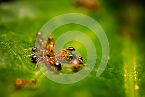 Group of small red ants / Fire ants eating on the leafs with selective focus. Macro close up a lot of fire ant or red ant on