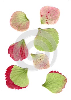 A group of red, green and pink leaves isolated on a white background.