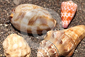 Group of small sea snails on seashore with dark volcanic sand. Seashells of different shapes. Oval conch shell, conical shell.