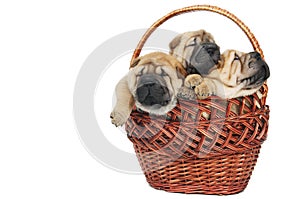 Group of small sharpei dog