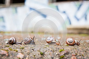 Group of small snails going forward