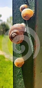 Group of small snails going forward