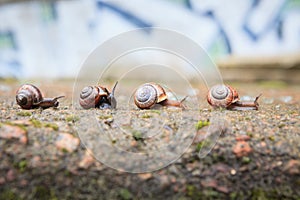 Group of small snails going forward