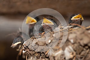 Group of small swallow birds in nest