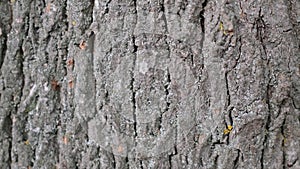 Group of the small termite, Termites are social creatures that damage people's wooden houses they eat wood, Ants