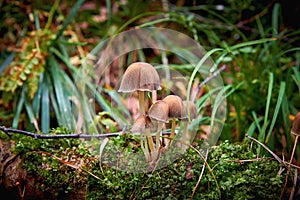 A group of small toadstool mushrooms in a forest close-up. Poisonous toadstool mushrooms. Danger to humans