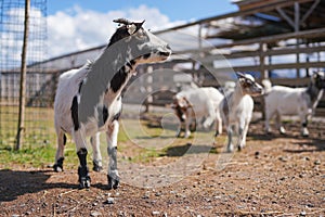 Group of small white and black american pygmy Cameroon goat closeup detail on head with horns, blurred farm with more