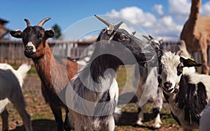 Group of small white and black american pygmy (Cameroon goat) closeup detail on head with horns, blurred farm