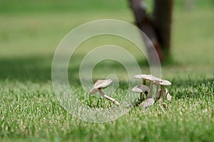 Group of small white mushrooms in grass