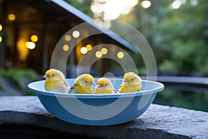 Group of Small Yellow Birds in Blue Bowl photo
