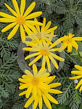 A group of small yellow flowers
