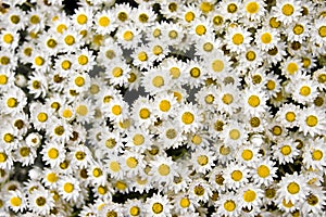 Group of small yellow and white flowers