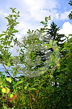 Group of smalls apples in an apple tree in orchard, in early summer