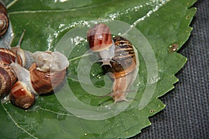 Group of snails on a leaf of sunflower picked up not to make damage in the garden