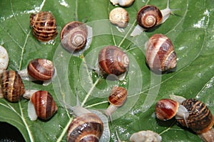 Group of snails on a leaf of sunflower picked up not to make damage in the garden