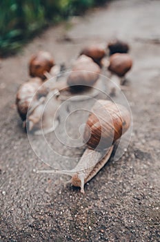 A group of snails outdoors on the ground