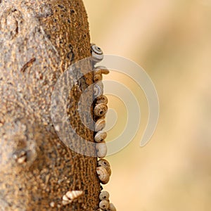 Group of Snails on Tree