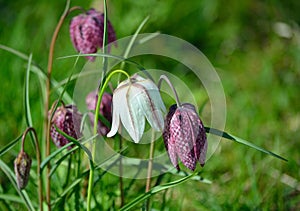 A Group of Snake`s Head Fritillary flowers