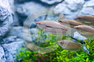A group of snakeskin gourami fish in a private aquarium