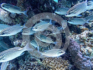 Group of snapperfish in the coral reef during a dive in Bali