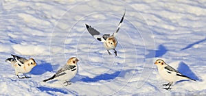 Group of Snow Bunting (Plectrophenax nivalis) in winter