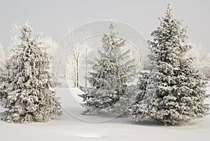 Group of snow covered evergreens with white covered trees in background and snow ground cover in winter photo