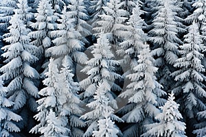 A group of snow covered trees in a forest. Winter pattern background