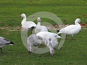 A group of snow geese feeding at Jericho beach, Vancouver, Canada, Fall 2018