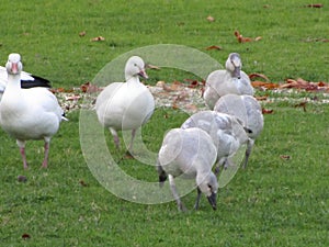 A group of snow geese feeding at Jericho beach, Vancouver, Canada, Fall 2018