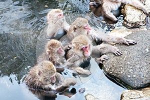 Group of Snow monkeys Macaca fuscata sitting in a hot spring. Cute Japanese macaque from Jigokudani Monkey Park in Japan