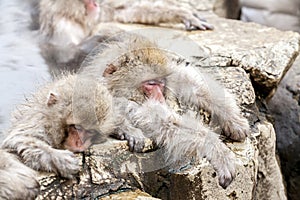 Group of Snow monkeys sleeping in a hot spring. Jigokudani Monkey Park in Japan, Nagano Prefecture. Cute Japanese macaques