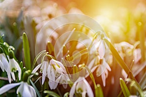 Group of snowdrop flower with strong sun lght. Spring flower background