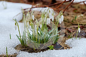 Group of snowdrop flowers