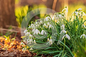 Group of Snowdrop flowers Galanthus nivalis backlit by sunrise. Beautiful background with bokeh and copy space. Blooming flowers