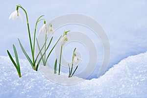 Skupina z sněženka kvety rastúce v sneh 