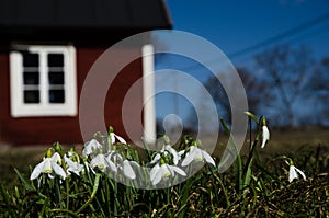 Group of snowdrops