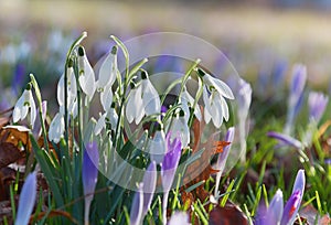 Group of snowdrops and crocus flowers at springtime