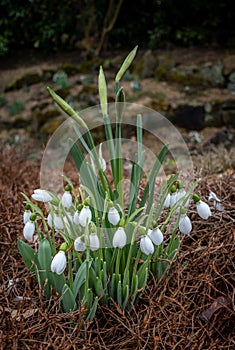 Group of snowdrops and daffs