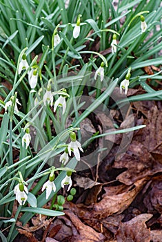 A group of Snowdrops Wildflowers, Galanthus nivalis