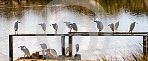 A group of snowy egrets roosting on wooden ledges is the marshes of south San Francisco bay area, California