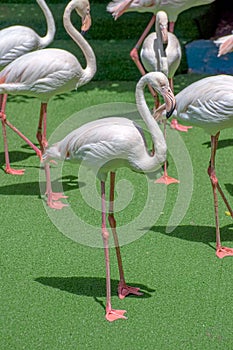soft pink color africans bird flamingos standing on green grass photo