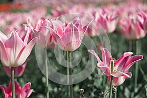 Group soft pink tulips. Beautiful tulip in a flowerbed.