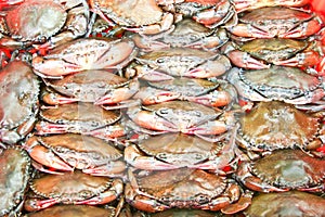 Group of soft shell crab